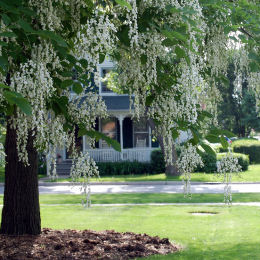 Kentucky Yellowwood